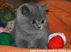 britská modrá kočka - kotě