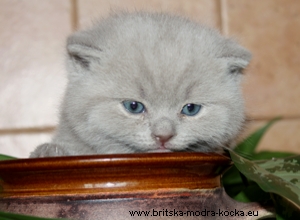 Britský kocour lila - Lewis