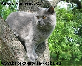 britská modrá kočka - kotě