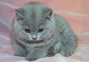 britská modrá kočka